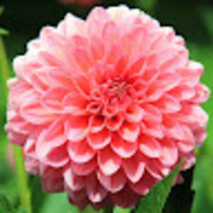 Meet your Posher, Molly